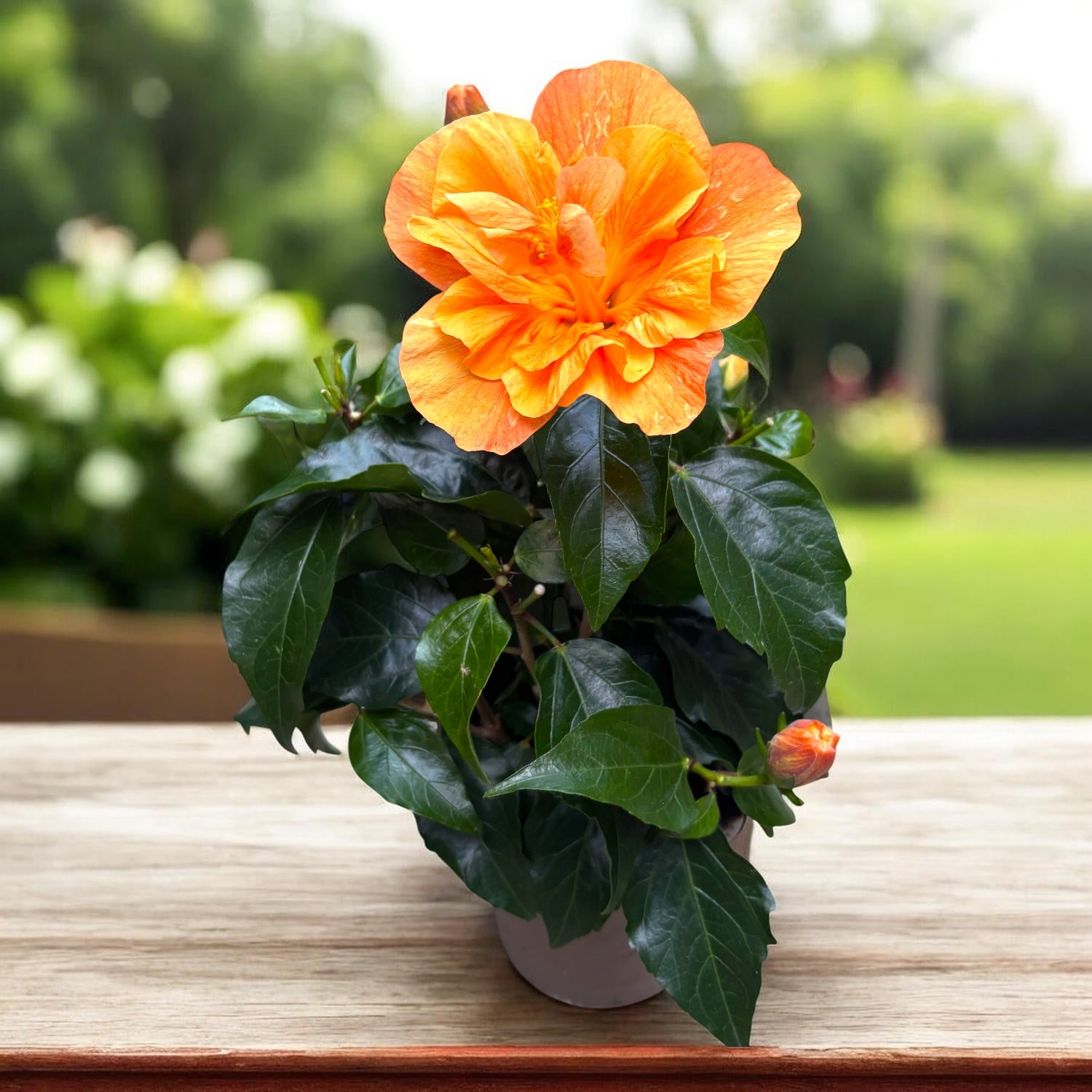 Hibiscus rosa-sinensis 'Jazz' (Japanese rose with double flowers)