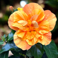 Hibiscus rosa-sinensis 'Jazz' (japanische Rose mit doppelten Blüten)