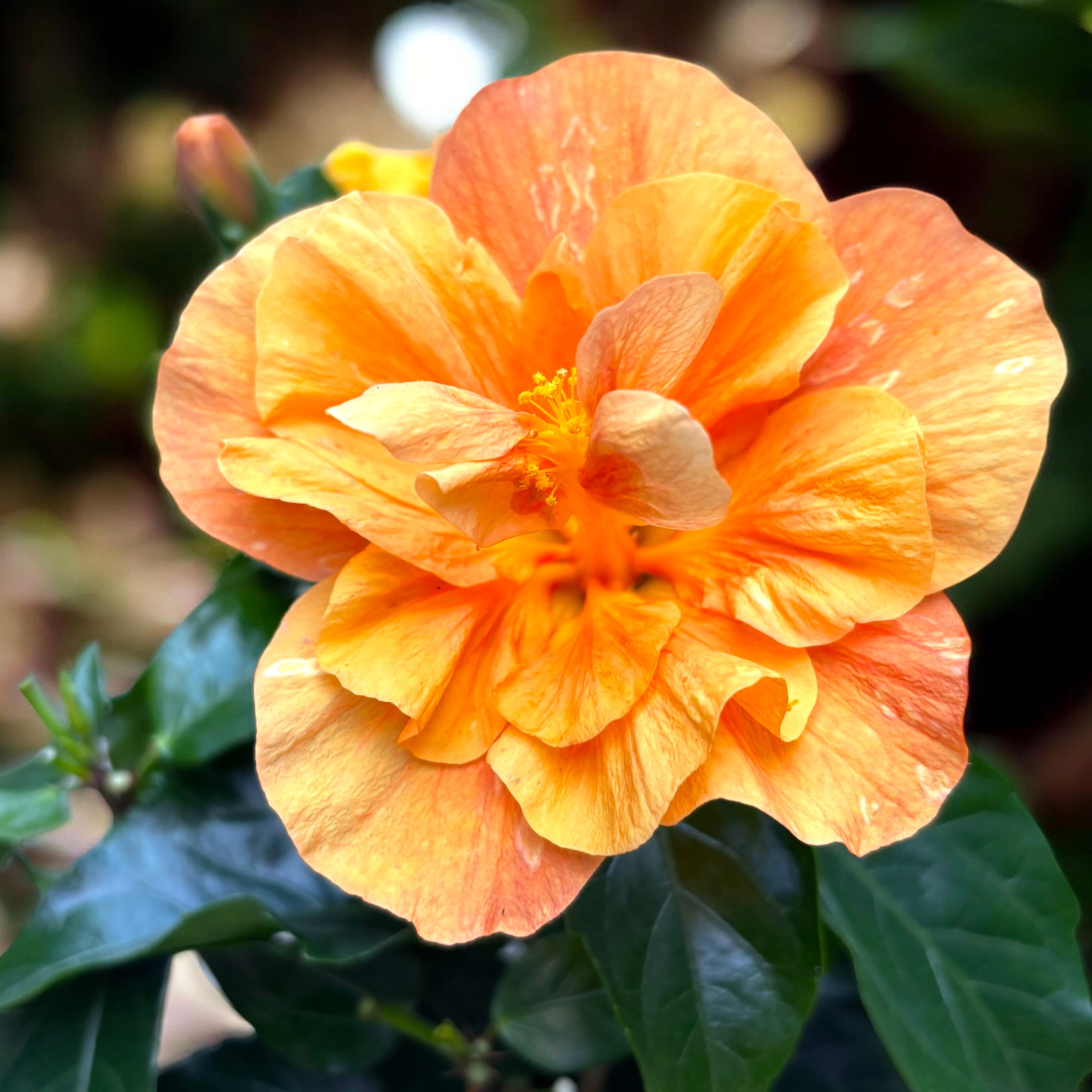 Hibiscus rosa-sinensis 'Jazz' (Japanese rose with double flowers)