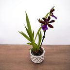 Zygopetalum hibrid #04 - parfumat