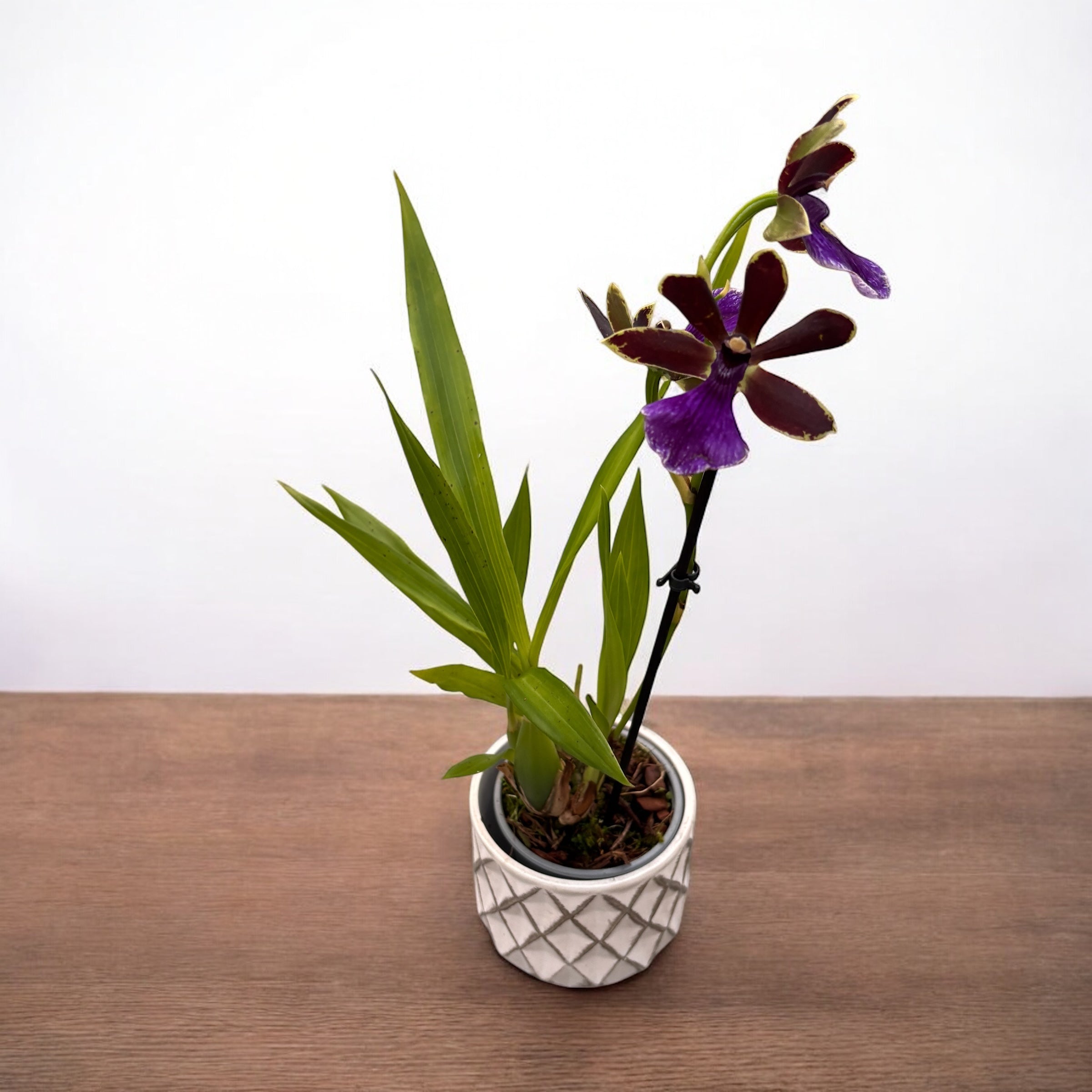 Zygopetalum ibrido #04 - profumato