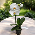 Phalaenopsis Sogo Yukidian 'V3' (White Florious)  - floarea XXL