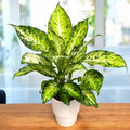 Dieffenbachia 'Amy'