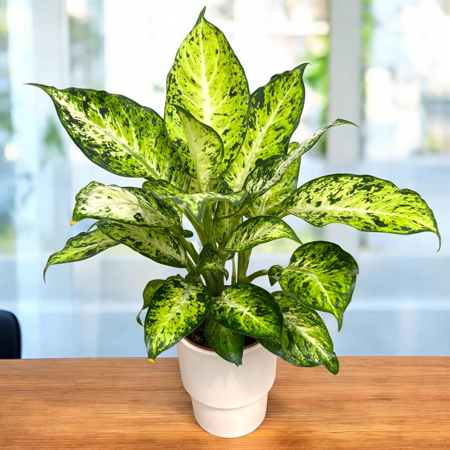 Dieffenbachia ‘Amy’ - planta tropicala usor de ingrijit