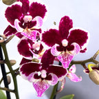 Phalaenopsis Lianher Happy Smile - big lip