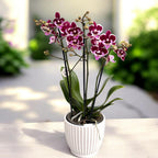 Phalaenopsis Lianher Happy Smile - big lip