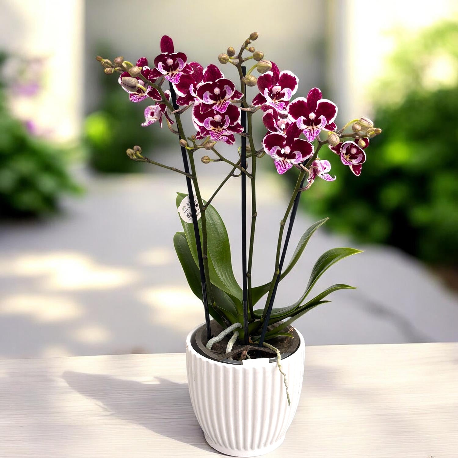 Phalaenopsis Lianher Happy Smile - big lip