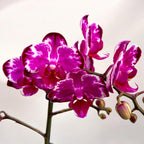 Phalaenopsis Ming Yuan Rainbow