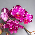 Phalaenopsis Ming Yuan Rainbow