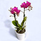 Phalaenopsis Ming Yuan Rainbow