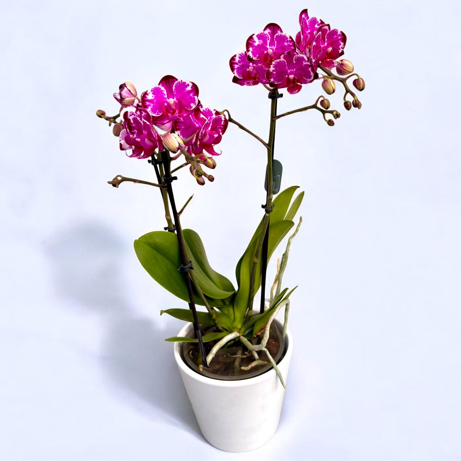Phalaenopsis Ming Yuan Rainbow