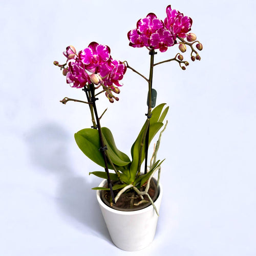 Phalaenopsis Ming Yuan Rainbow