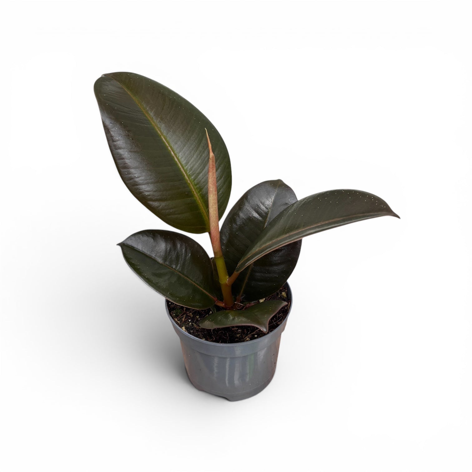 Ficus elastica ‘Robusta’ (Rubber Plant 'Robusta') - babyplant