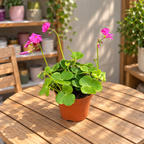Oxalis bowiei 'Amarantha' - pink-magenta flowering clover