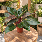 Philodendron ‘Pink Birkin’ XL