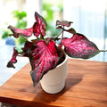 Caladium 'Scarlet Flame' - explozie de culoare cu frunze rosii spectaculoase