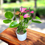 Anthurium ‘Baby Purple’ – kompakte Eleganz in intensiven Violetttönen