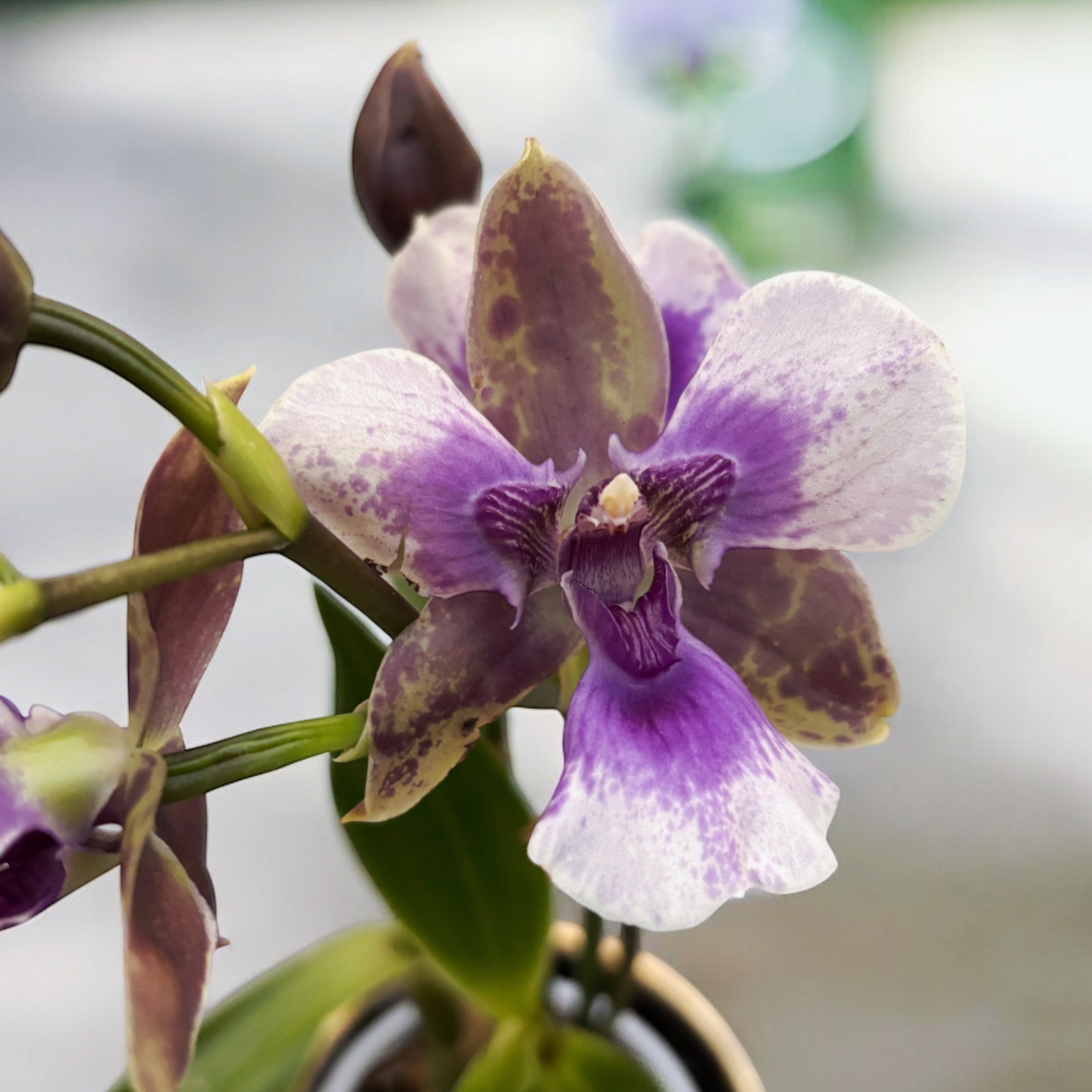 Zygopetalum pelorique - parfumé