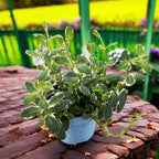 Menta ananas - Mentha suaveolens 'Variegata'