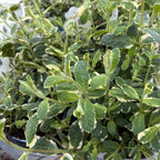 Menta ananas - Mentha suaveolens 'Variegata'