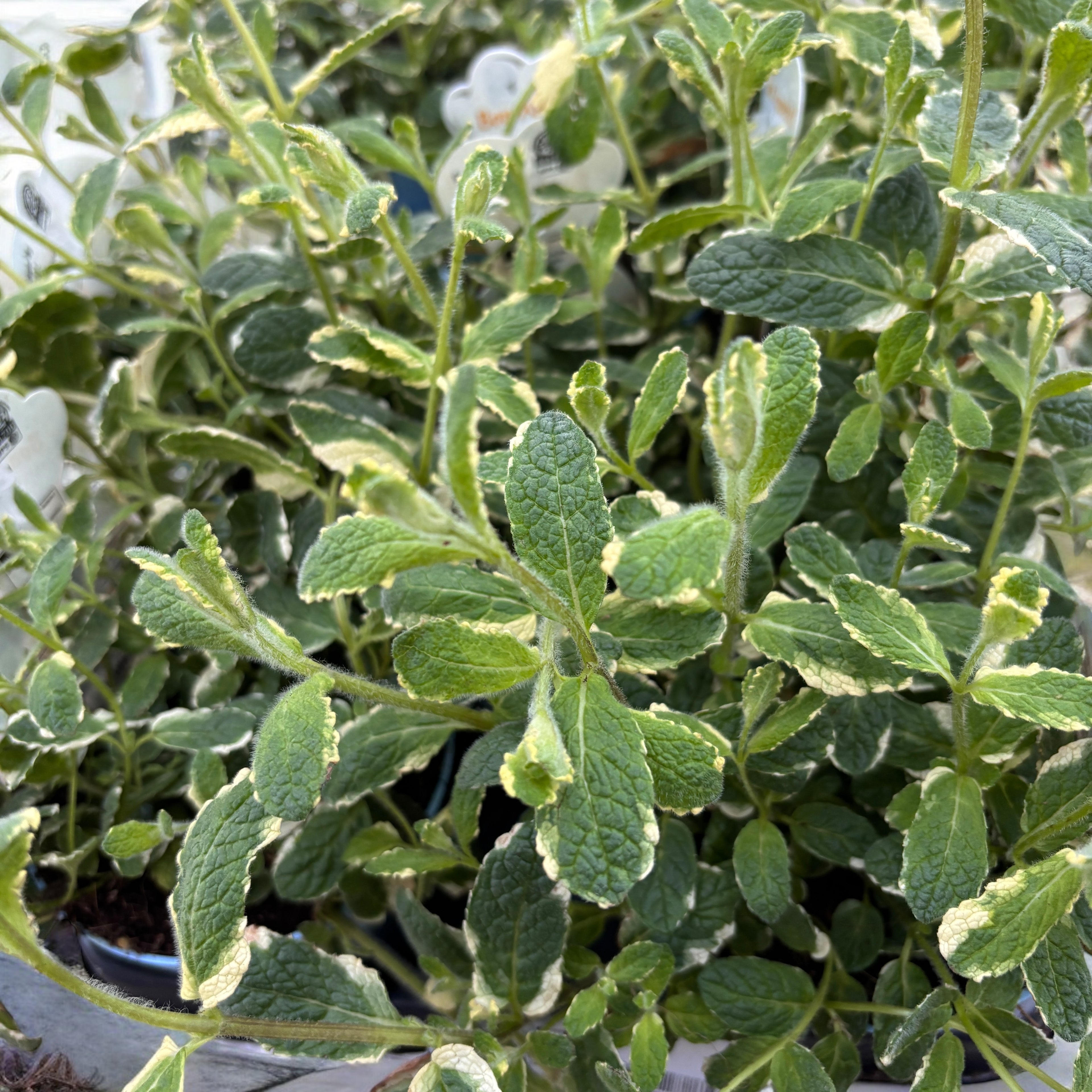 Menta ananas - Mentha suaveolens 'Variegata'