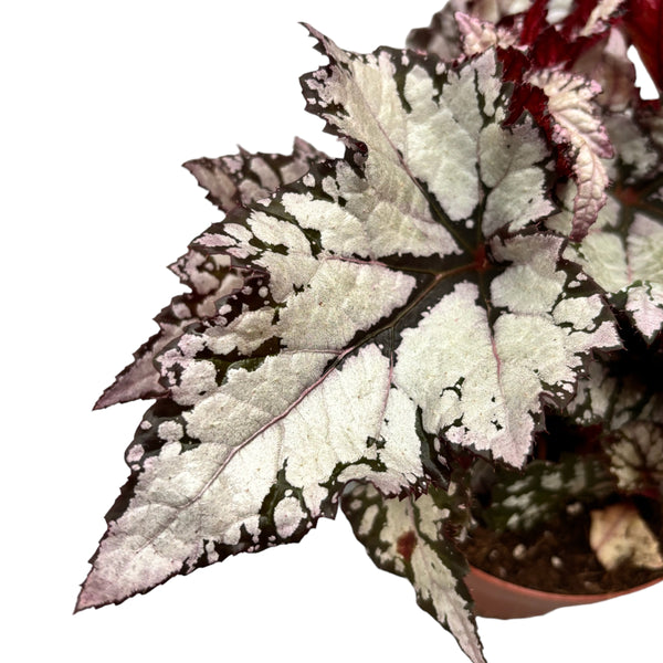 Begonia 'Bewitched White'