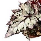 Begonia 'Bewitched White’