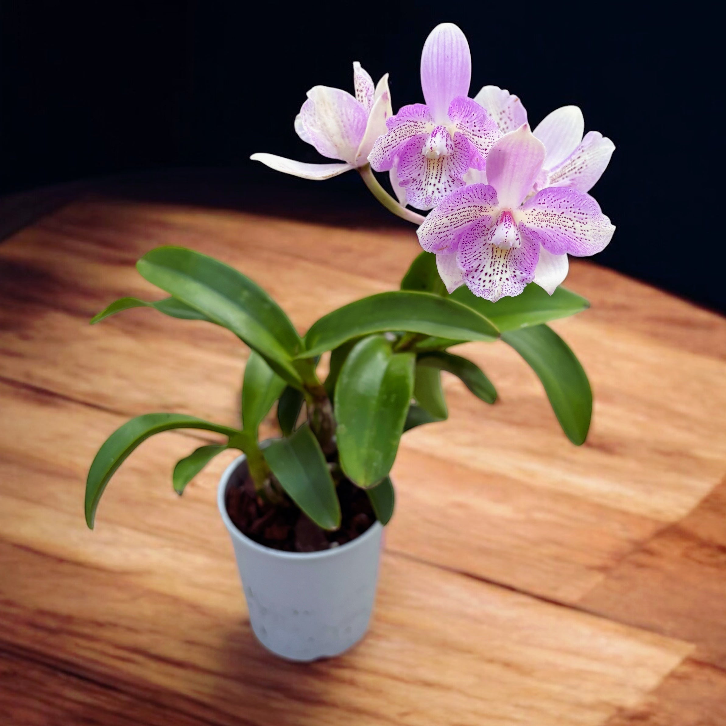 Caulocattleya Chantilly Lace 'Twinkle' parfumée