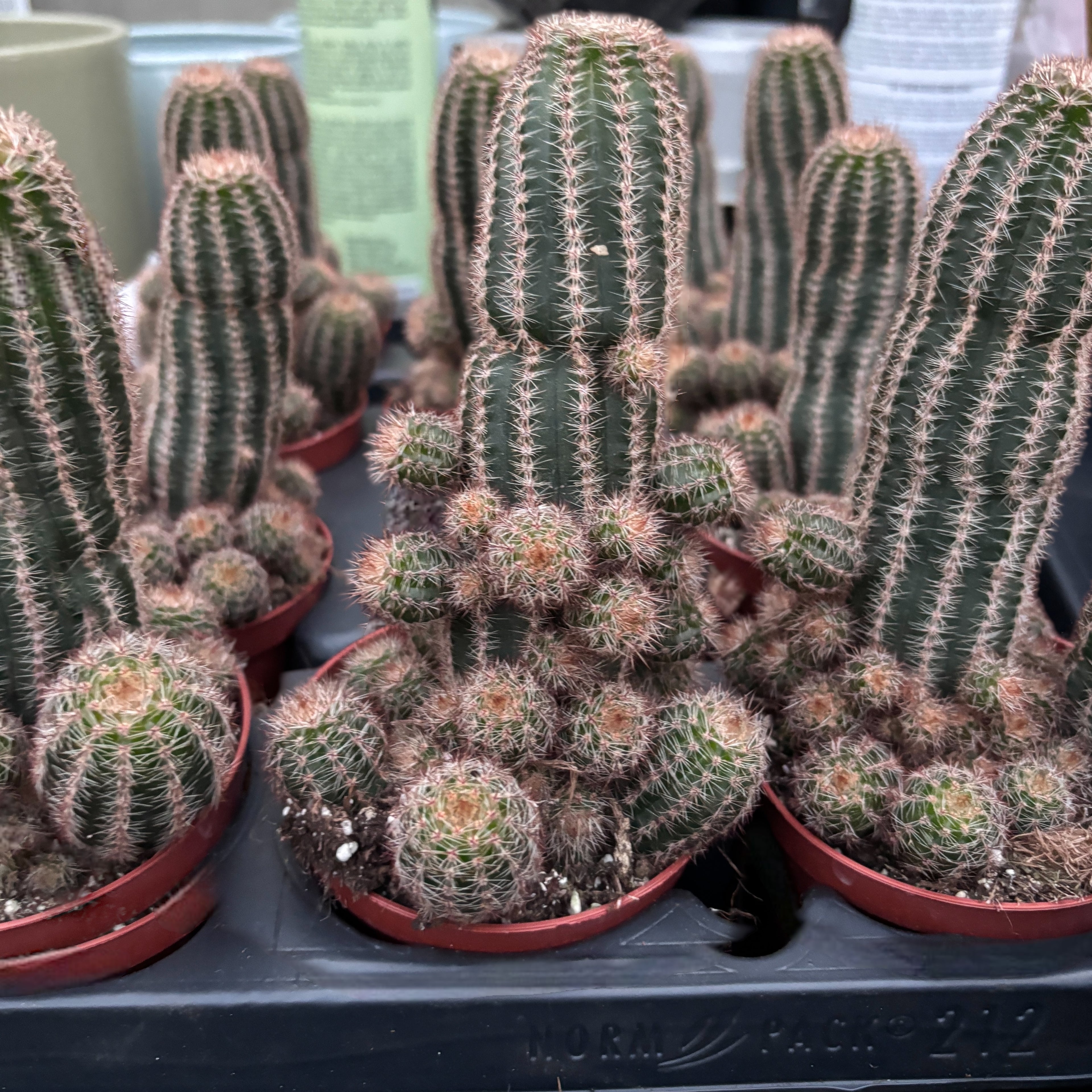 Chamaelobivia cv. ‘Pauline’