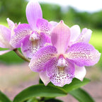 Caulocattleya Chantilly Lace 'Twinkle' voňavá