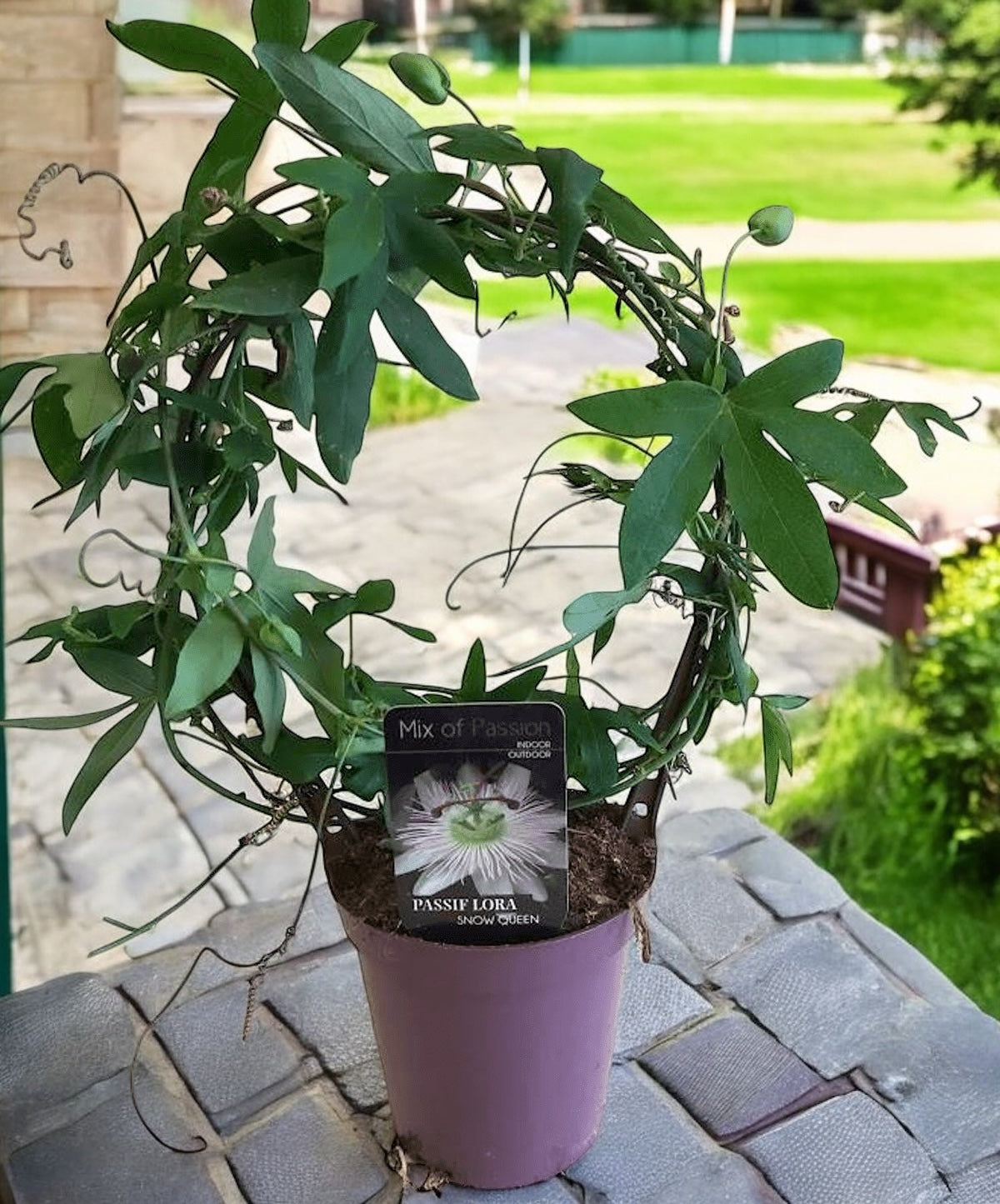 Passiflora caerulea 'Constance Elliott' arcada (floarea pasiunii)