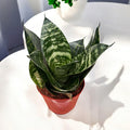 Sansewieria trifasciata 'Green Hahnii'