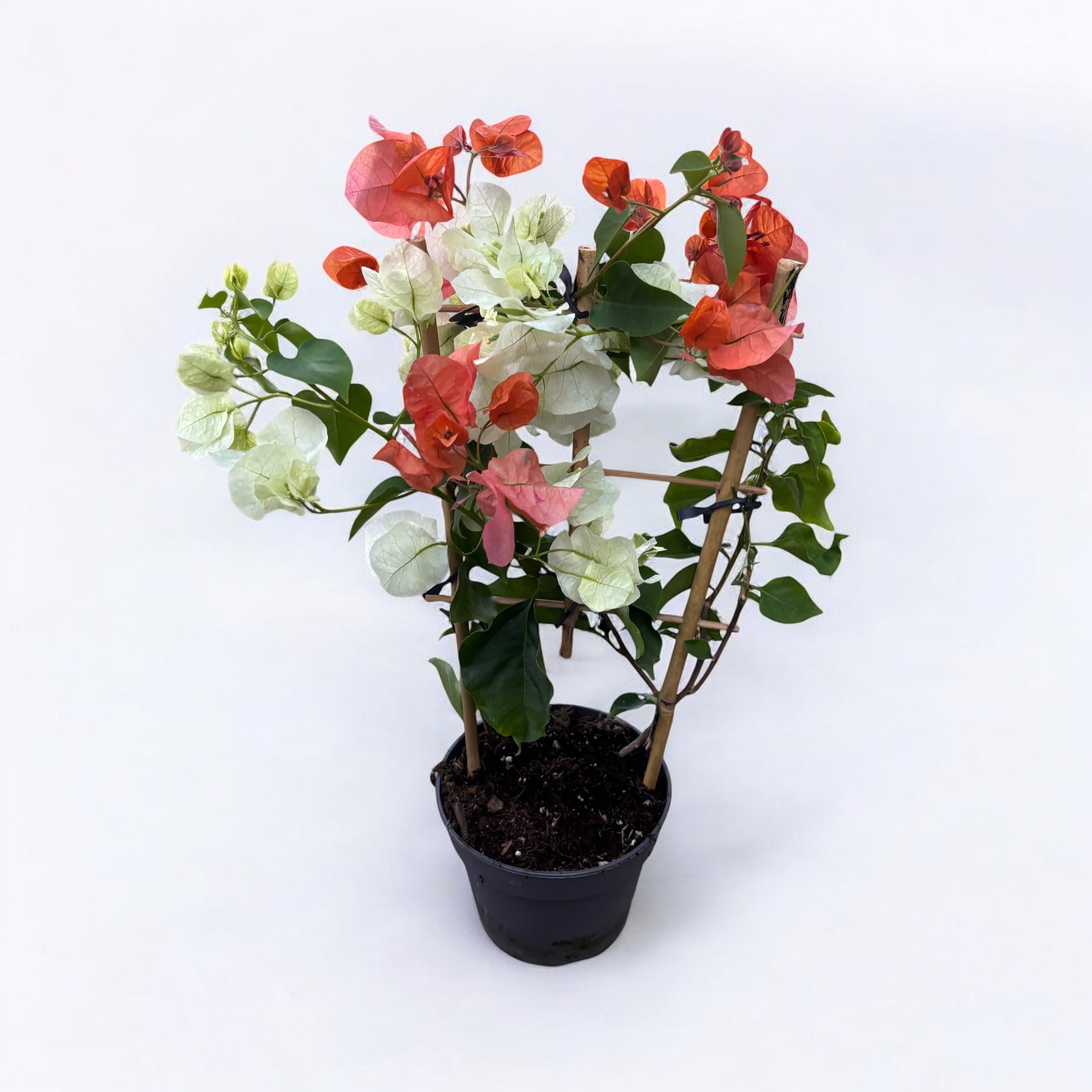 Bougainvillea alba & portocalie, Floarea de hartie (2 culori/ghiveci)