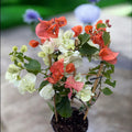 Bougainvillea alba & orange, Pappersblomma (2 färger/kruka)