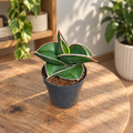 Sansevieria ehrenbergii 'Samurai' - compact form and architectural foliage for small spaces
