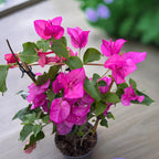 Bougainvillea 'Pink' - rózsaszín papírvirág (kordon)