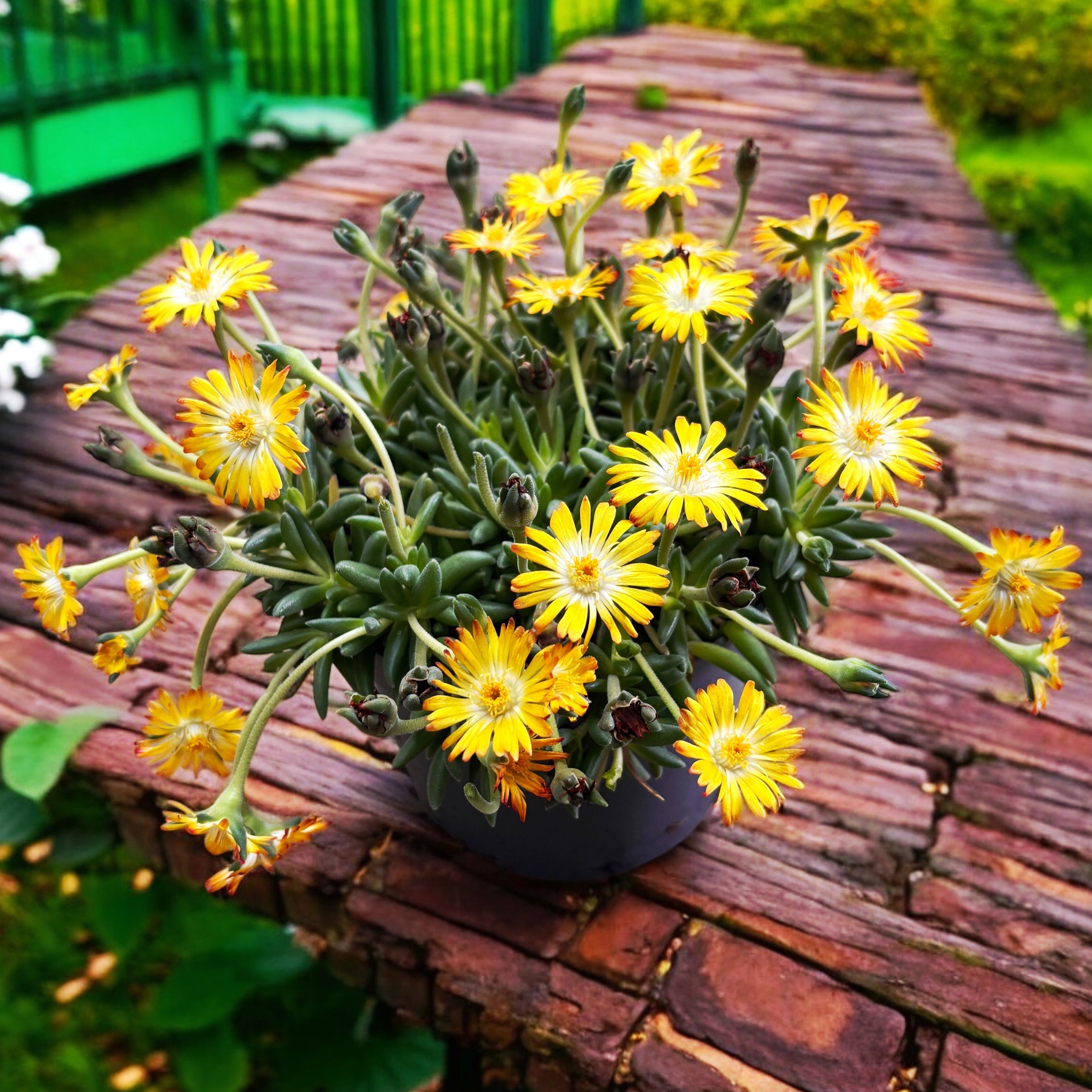 Delosperma Lido 'Yellow with Eye' (floarea de gheata)