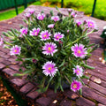 Delosperma cooperi 'Lido Pink' (floarea de gheata, floarea de cristal roz)