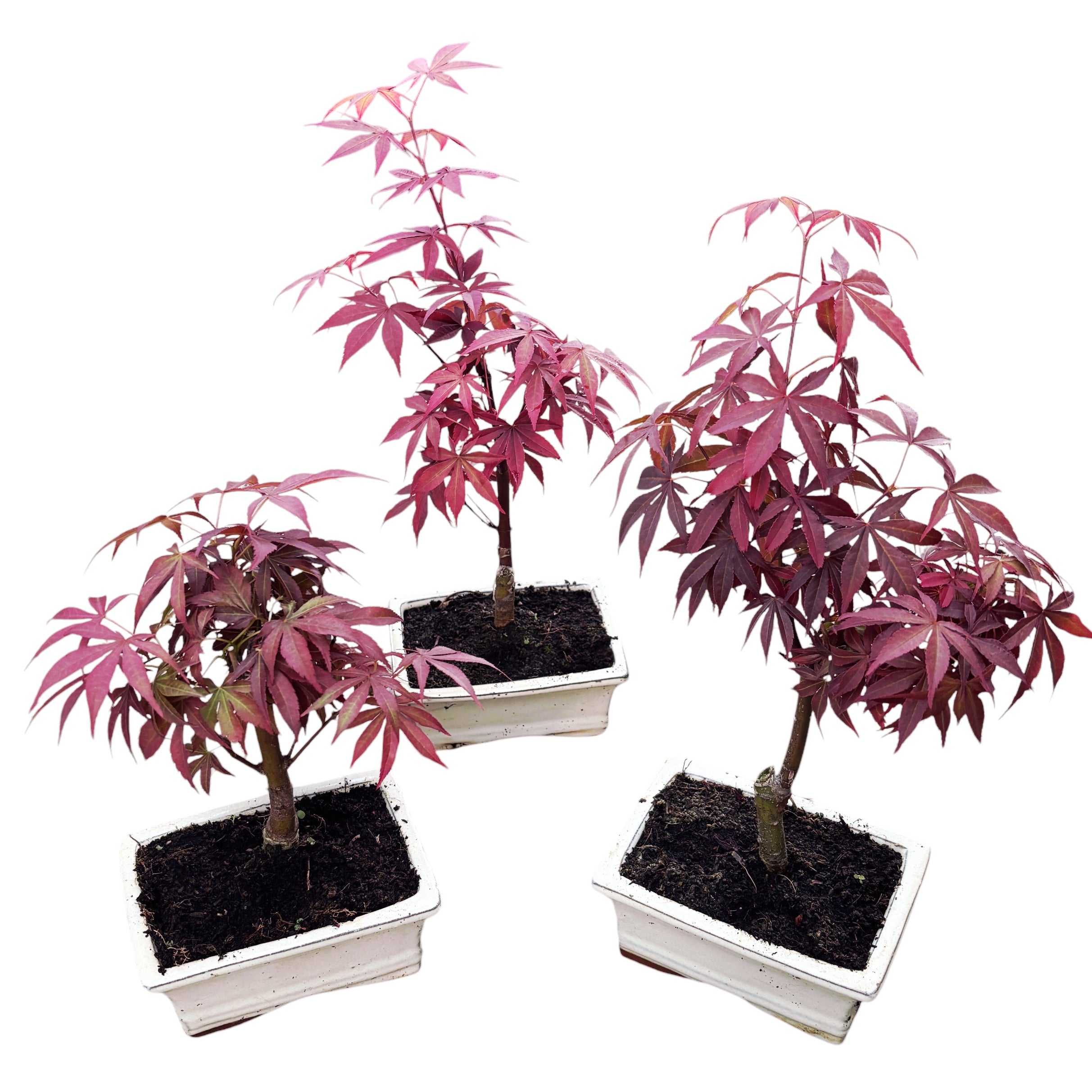 Bonsai Acer