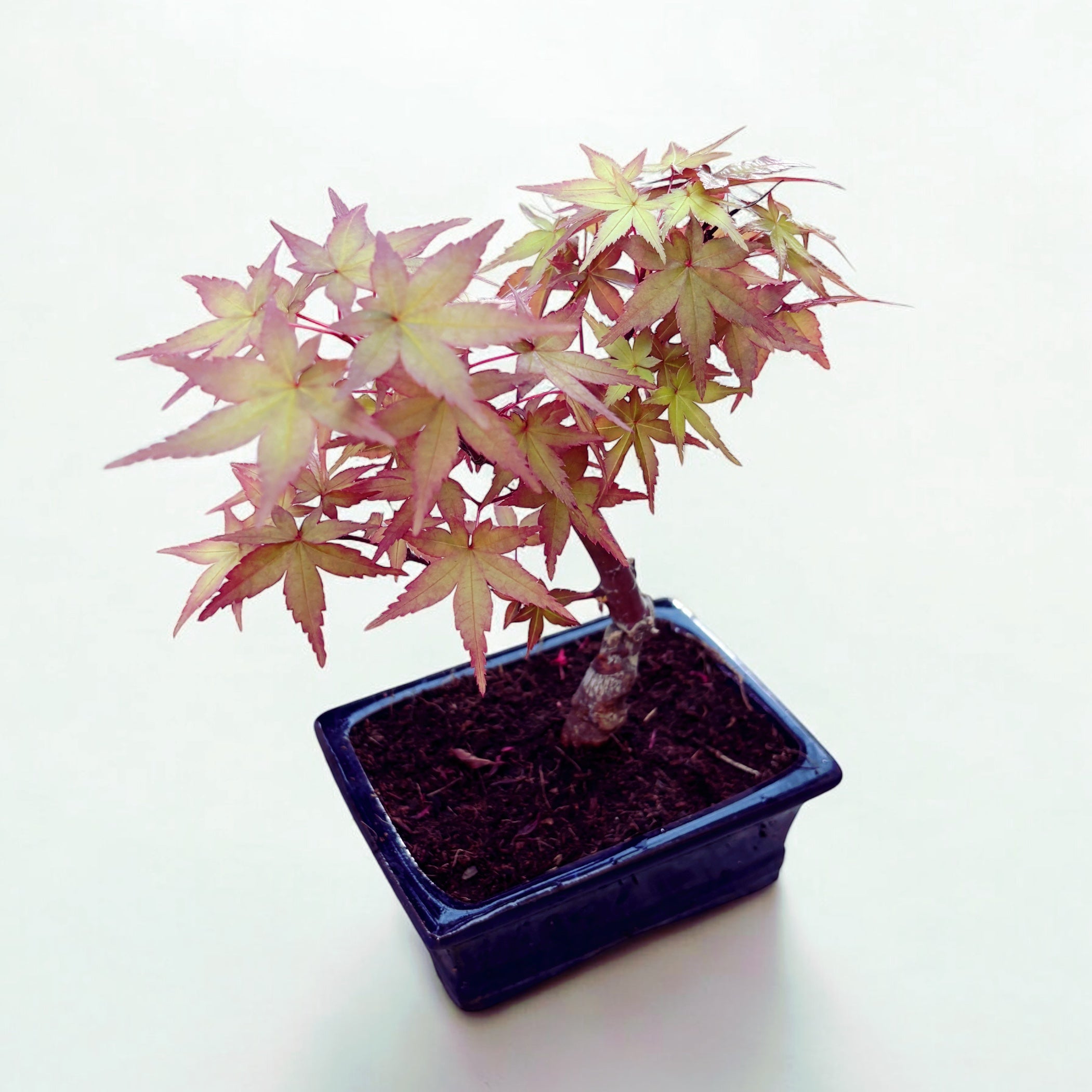 Bonsai Acer