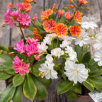 Lewisia cotyledon 'Elise'