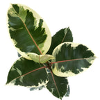 Ficus elastica Tineke (Variegated Rubber Plant)