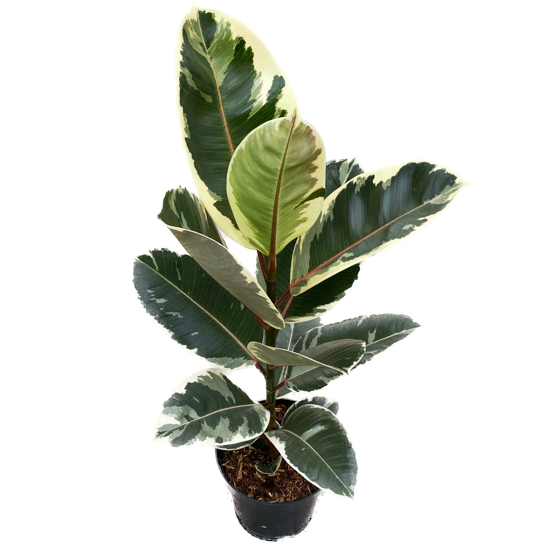 Ficus elastica Tineke (Variegated Rubber Plant)
