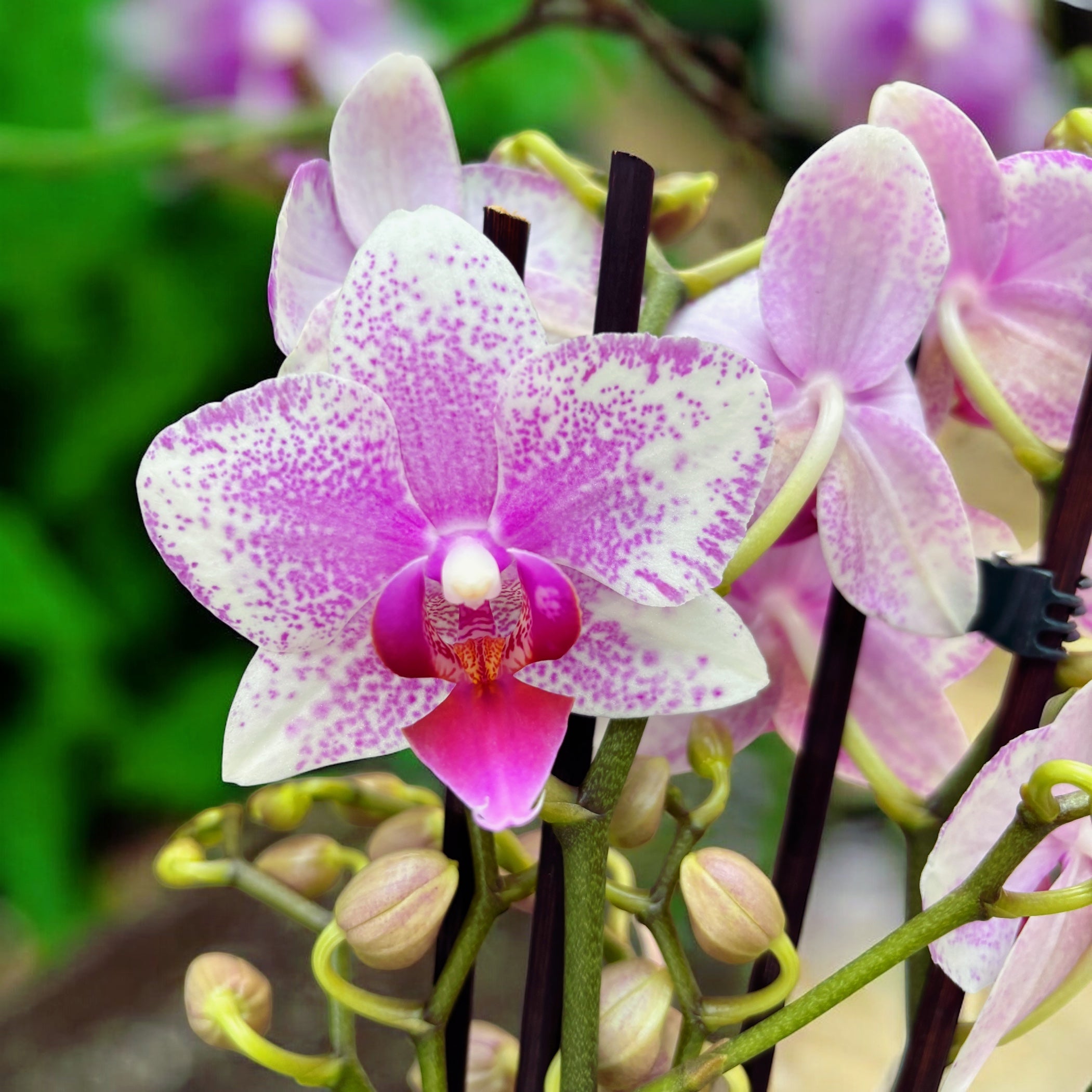 Phalaenopsis Anthura Rotterdam