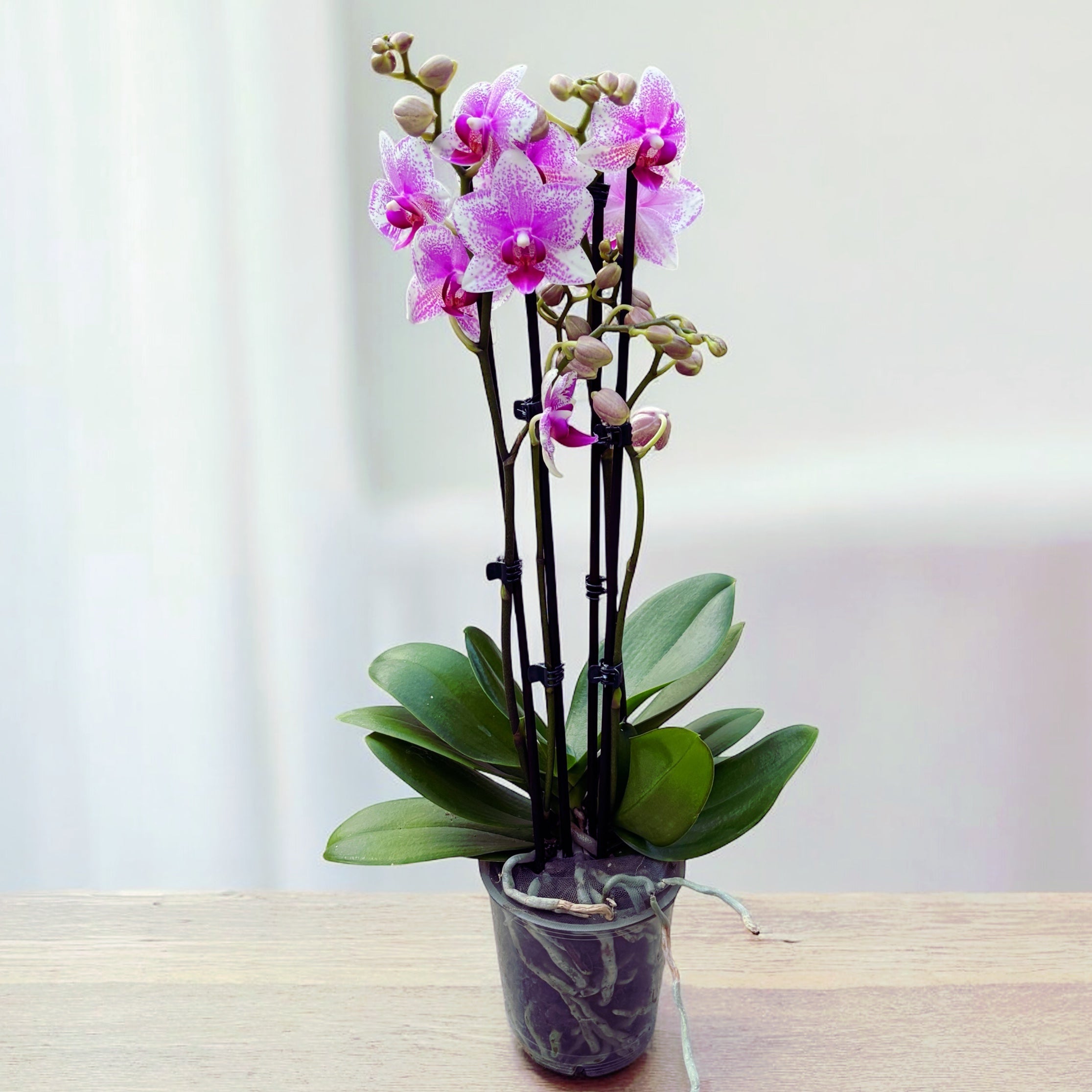 Phalaenopsis Anthura Rotterdam