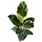 Ficus elastica Tineke (Variegated Rubber Plant)