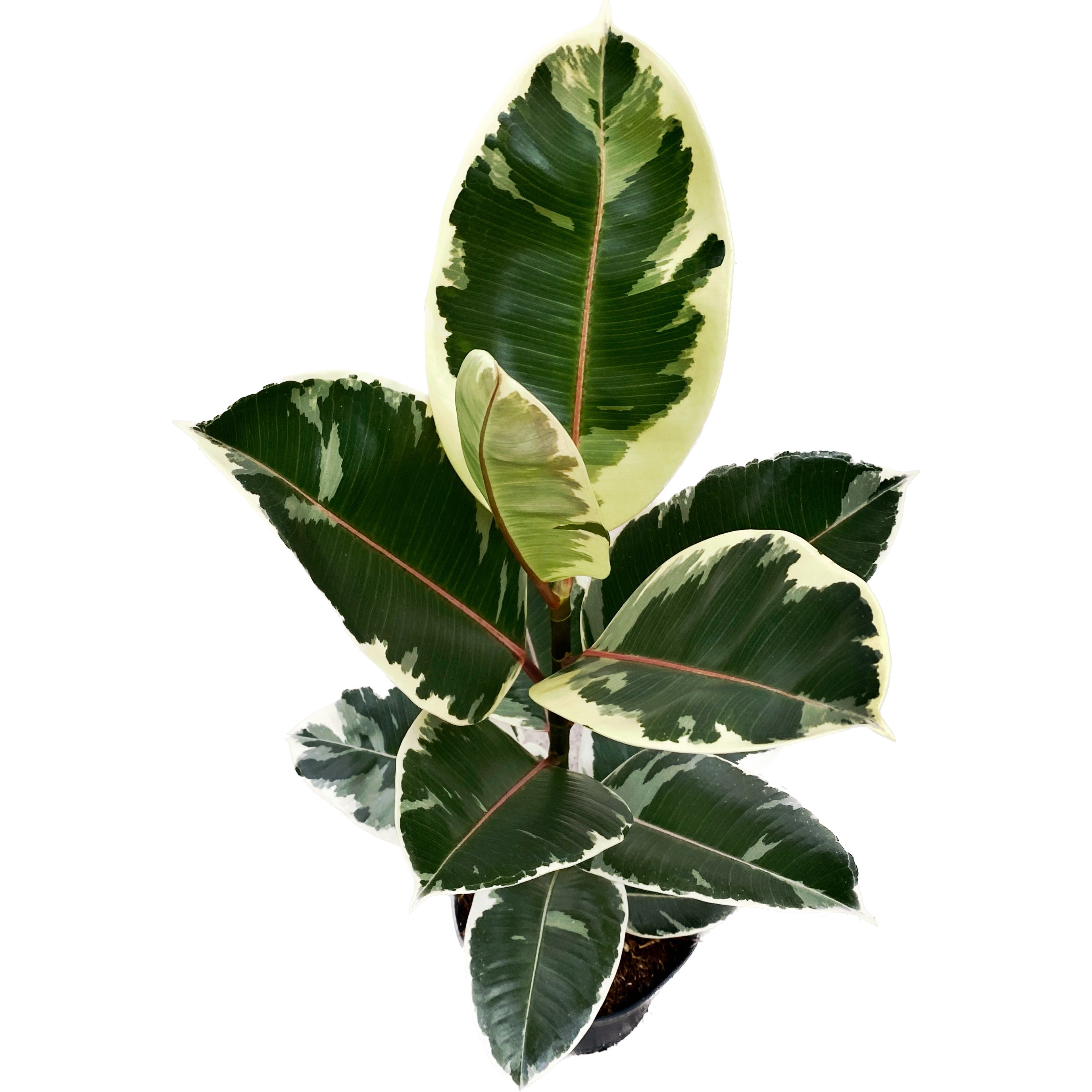 Ficus elastica Tineke (Variegated Rubber Plant)