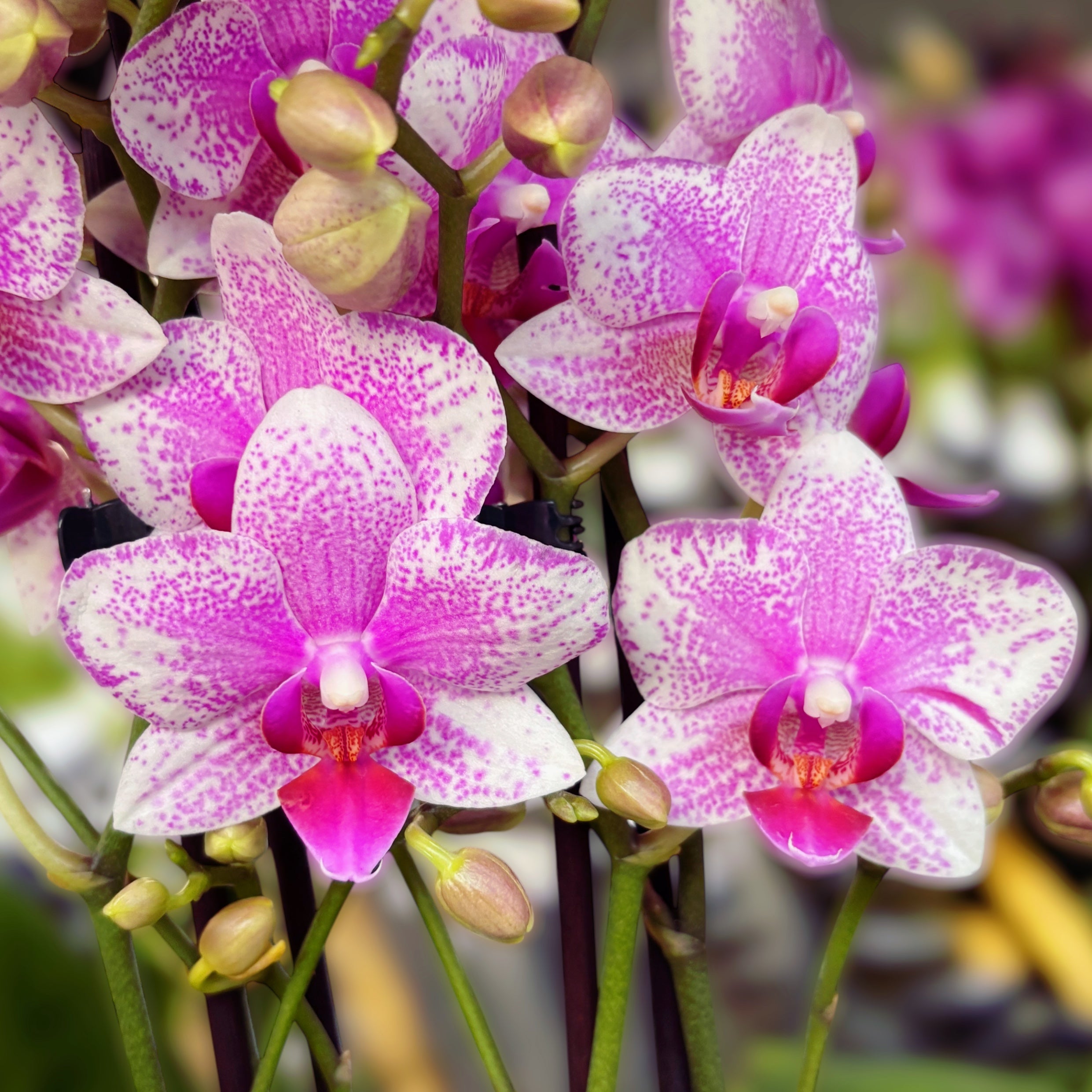 Phalaenopsis Anthura Rotterdam