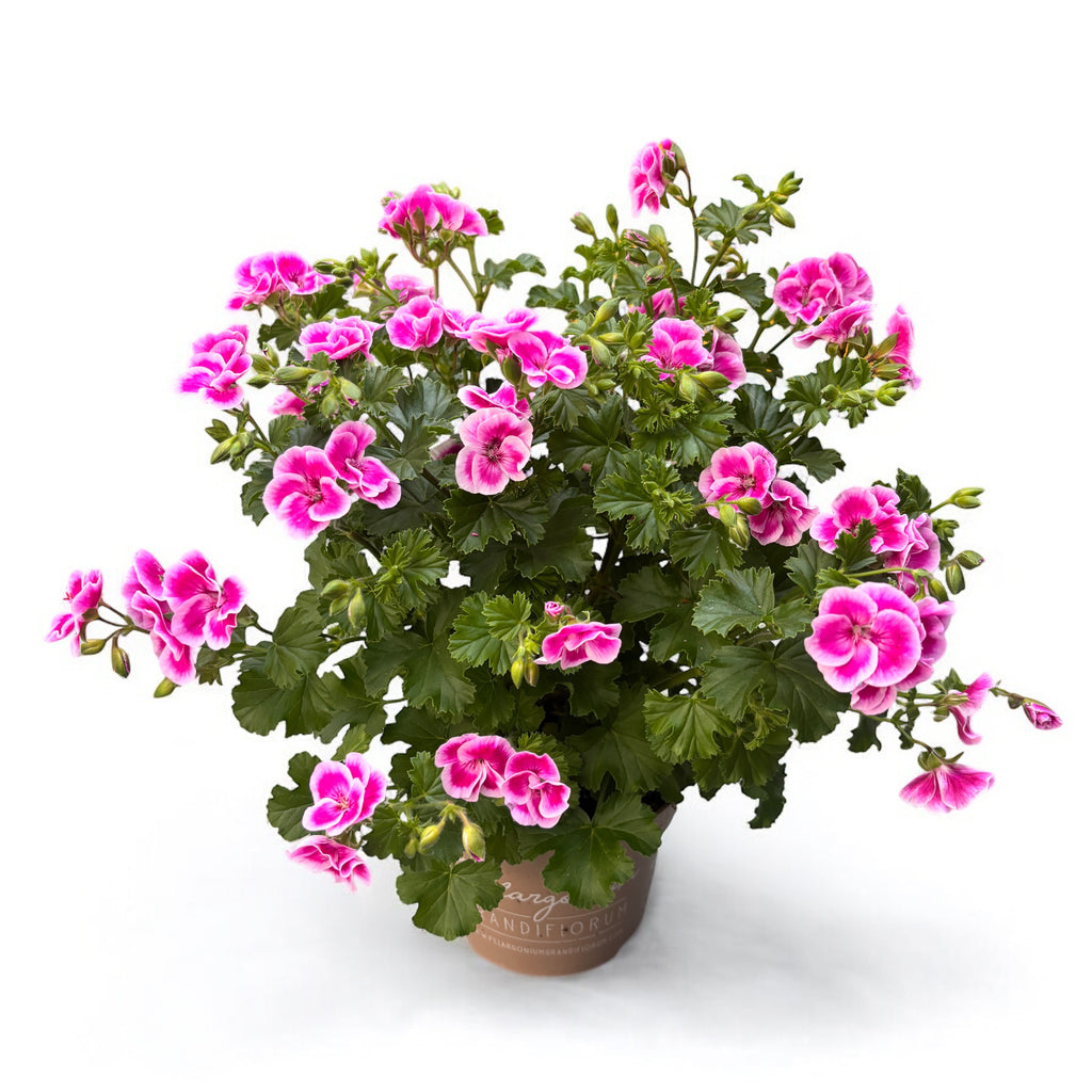 Illatos muskátli - Pelargonium ‘Angel Fay’