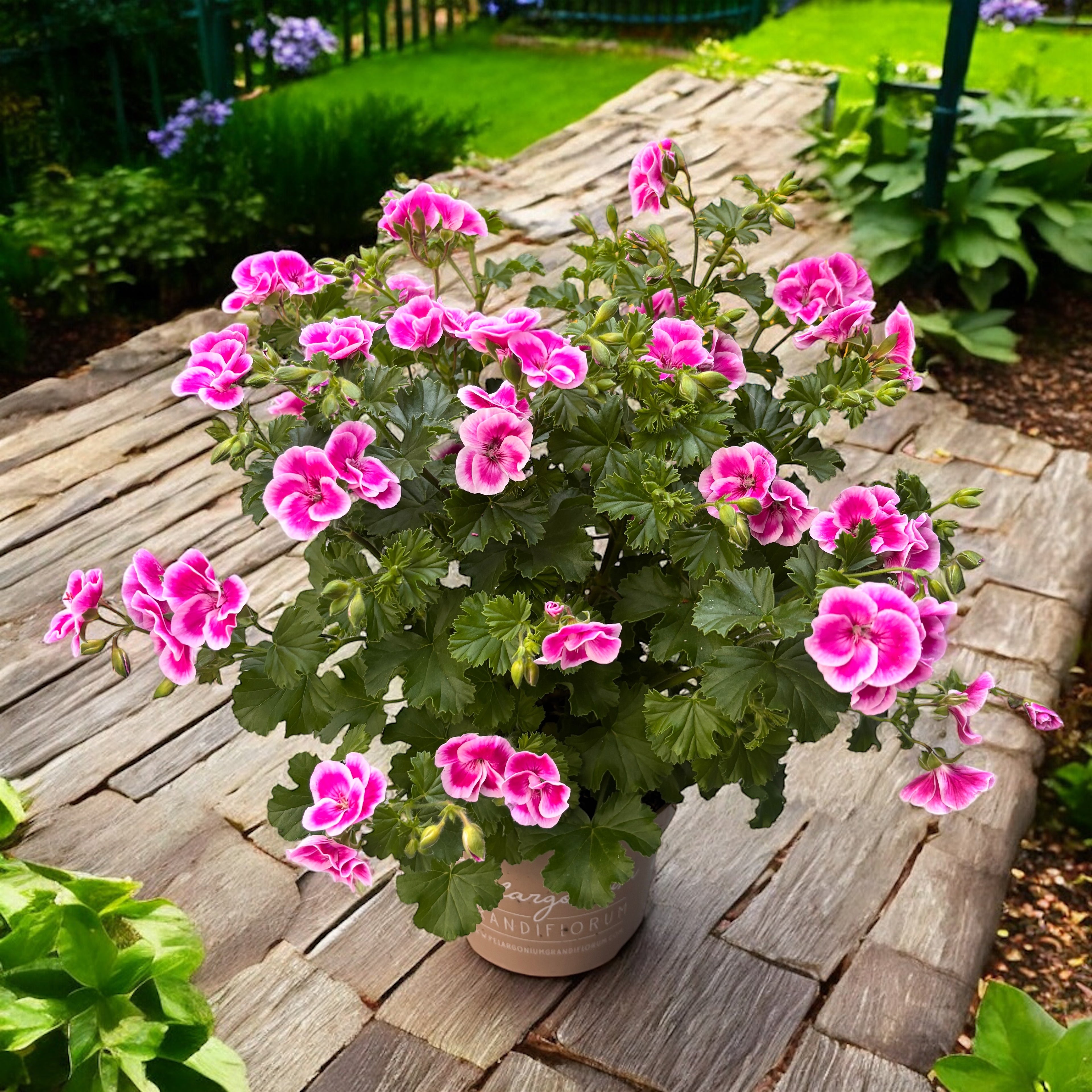 Muscate parfumate - Pelargonium ‘Angel Fay’